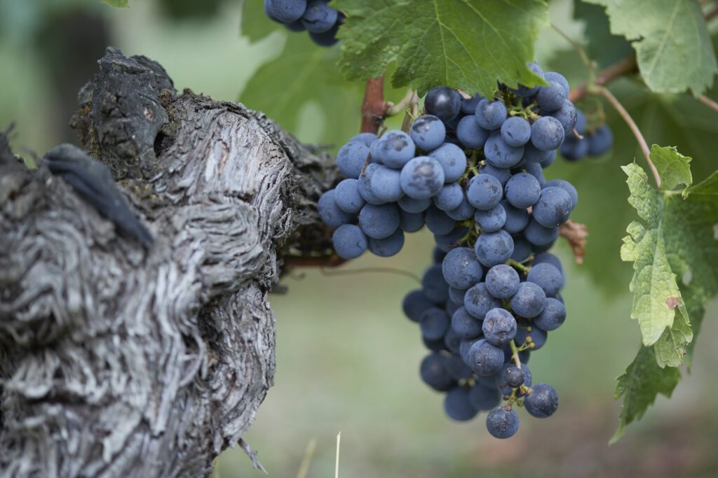 Un pied de vigne et une belle grappe de cabernet franc en Saint Emilion Grand Cru prêt à être vendangé